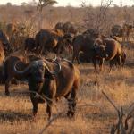 Büffel im Krüger Nationalpark - Safari Reise mit Kalahari Calling
