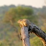 Baumhörnchen im Kapama Private Game Reserve