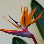 Drachenblumen in Südafrika - Südafrika und Mauritius Reise 