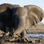 Elefant im Mashatu Game Reserve, Tuli Botswana