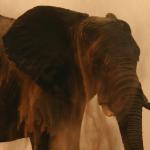 Elefant am Chobe 