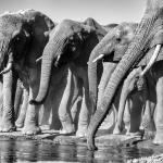 Elefanten in Mashatu Game Reserve