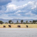 Elefanten auf Fothergill Island
