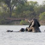 Elefanten durchqueren den Sambesi Fluss bei Victoria Falls 