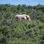 Elefanten kann man in der niedrigen Vegetation im Addo Nationalpark leicht entdecken - Südafrika Mietwagen Rundreise von Kalahari Calling