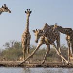 Giraffen in Mashatu