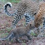 Intensive Tierbegegnungen - Leoparden in Mashatu