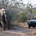Begegnung mit einem Elefantenbullen 