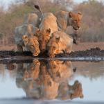 Löwen am Foto Hide, Mashatu Lodge 