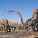 Am Wasserloch im Mashatu Game Reserve