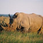 Nashörner beobachten im Khama Rhino Sanctuary