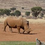 Nashorn in Namibia 