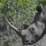 Ein Nashorn im Hluhluwe Imfolozi Nationalpark