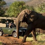 Safarifahrt im Pilanesberg Nationalpark in Südafrika - Begegnung mit einem Elefanten