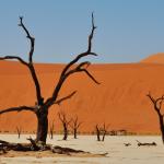 Selbstfahrer Reise Namibia - Das Dead Vlei