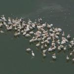 Vogelschwärme im Okavango Delta aus der Luft erleben - hier Pelikane