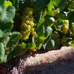 Weinanbau in Südafrika 