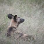 Wildhunde im Krüger Nationalpark in Südafrika 