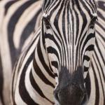 Zebra - Safari Reise Namibia 