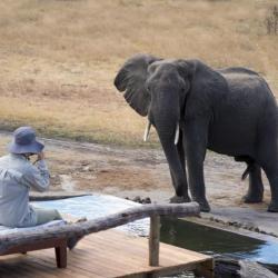 Elefant im Somalisa Expedition Camp