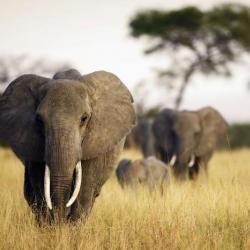 Elefant in Tansania, Ostafrika 