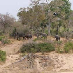 Elefanten im Trockenflussbett