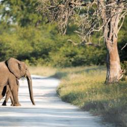 Elefanten in Botswana - Mogotlho Safari Lodge