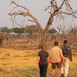 Fußsafari mit Guide in Khwai