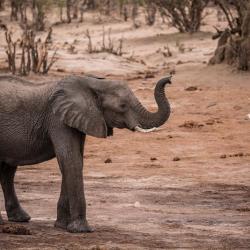 Elefanten Staubbad in Savuti 