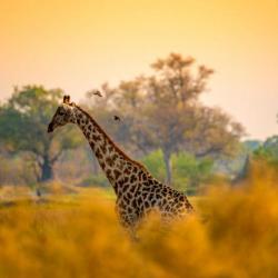 Giraffen wandern durch das Okavango Delta