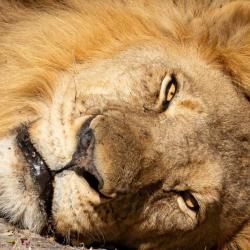 Löwe in Simbabwe im Hwange Nationalpark © Bruce Taylor 