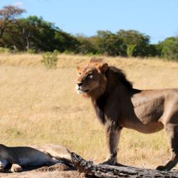 Löwenpaar - Mating Lions - Hwange NP