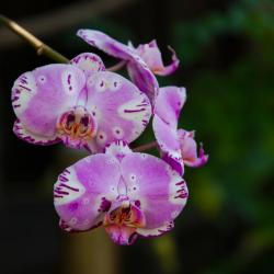 Orchideen Lodge Afrique