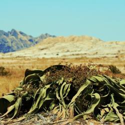 Welwitschia Mirabilis 