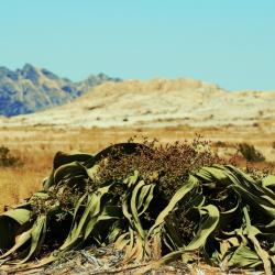 Welwitschia Pflanze in der Wüste bei Swakopmund - diese Pflanze kann hunderte Jahre alt werden