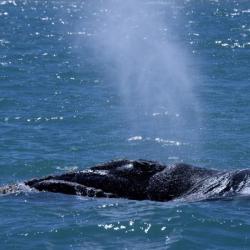 Walbeobachtung bei Hermanus 