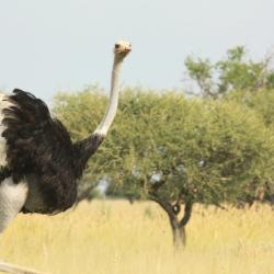 Als Selbstfahrer unterwegs in Botswana 