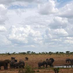 Verney's Camp Hwange NP - Elefanten am Wasserloch