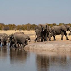 Elefanten im Hwange Nationalpark © Bruce Taylor 