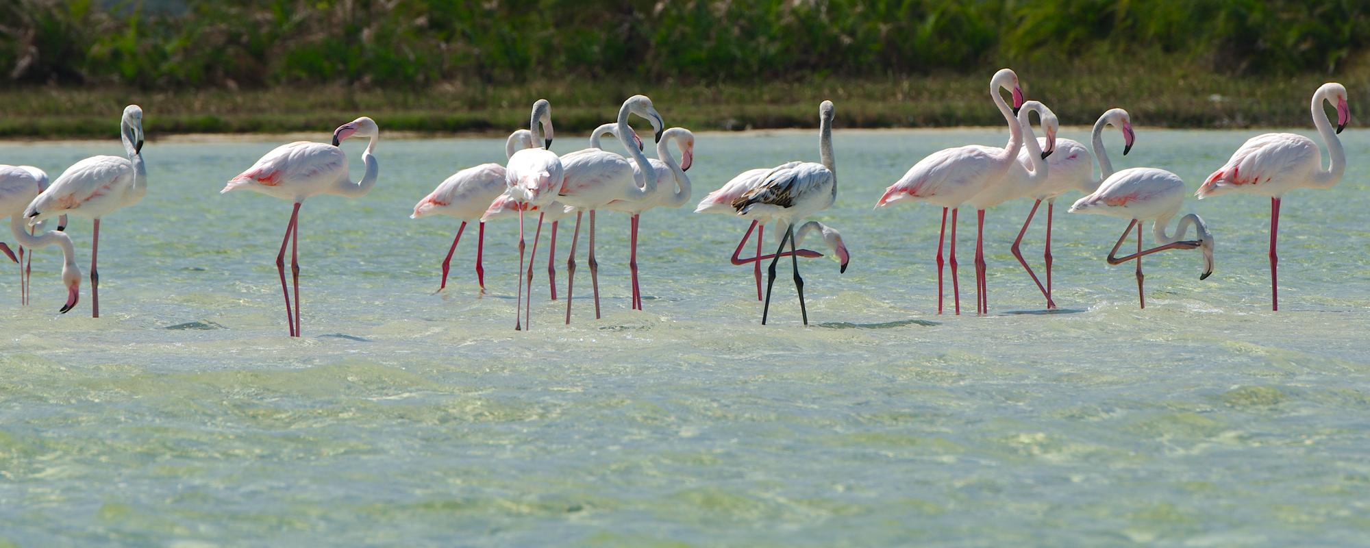 Kosi Lake Boat Trip 