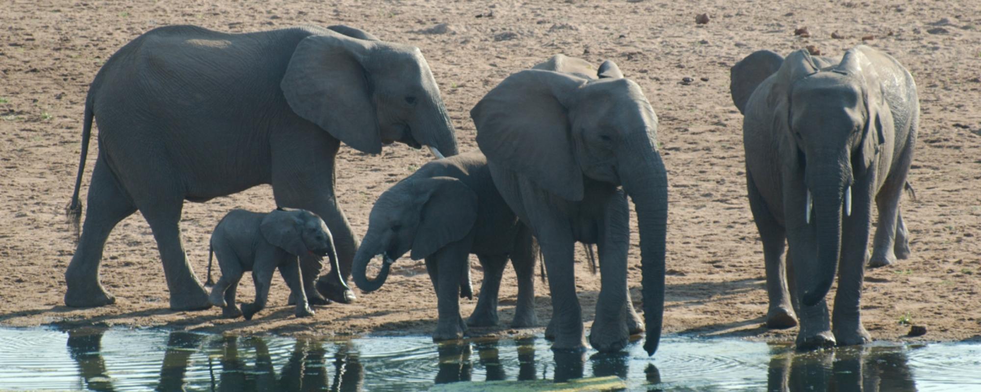 Elefanten im Mapungubwe Nationalpark