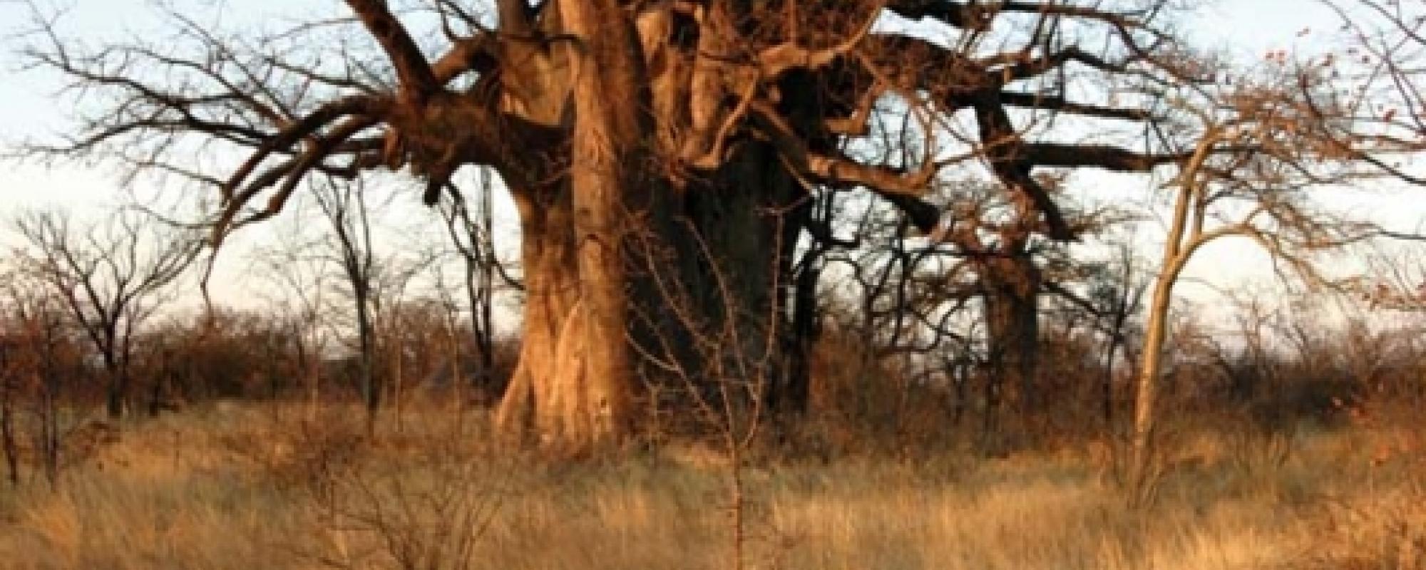 Baobab 