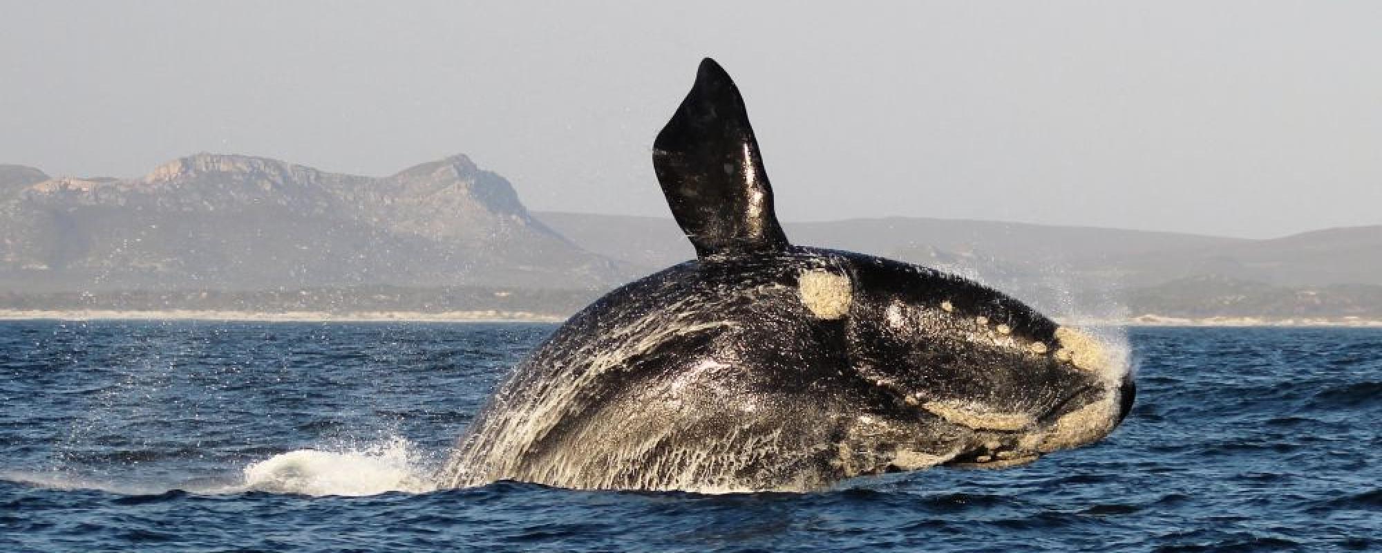 Südlicher Glattwal in der Walker Bay - Marine Dynamics