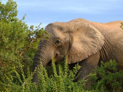 Elefant im Addo Nationalpark, Südafrika