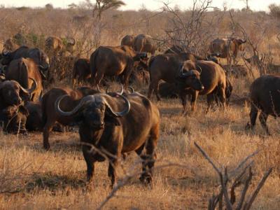 Büffel im Krüger Nationalpark - Safari Reise mit Kalahari Calling