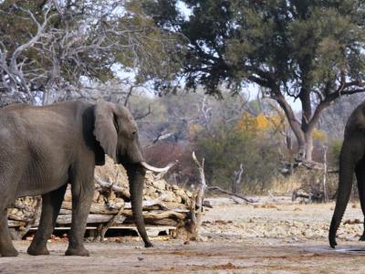 Elefanten am Bomani Hide - Fotografieren aus dem Untergrund