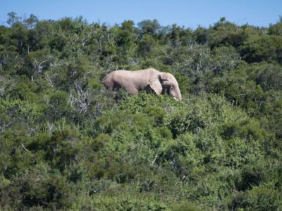 Elefanten kann man in der niedrigen Vegetation im Addo Nationalpark leicht entdecken - Südafrika Mietwagen Rundreise von Kalahari Calling
