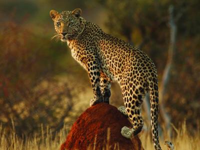Leopardin in Namibia - Selbstfahrer Safari 