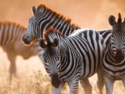 Zebras im Moremi Game Reserve in Botswana